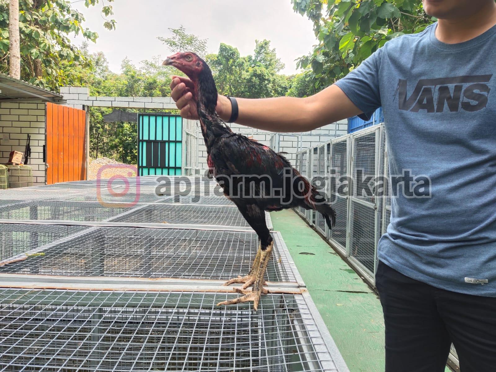 Detail Gambar Ayam Batu Rante Tembus Nomer 18