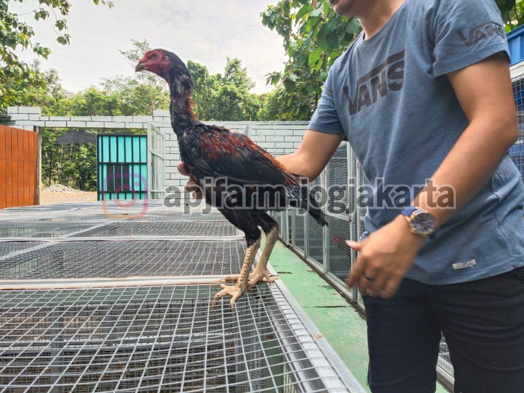 Detail Gambar Ayam Batu Rante Tembus Nomer 23