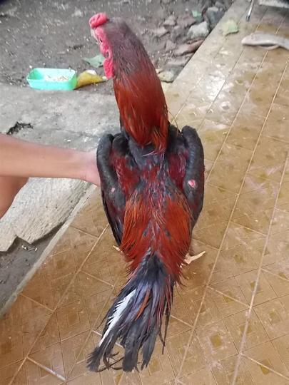 Detail Gambar Ayam Batu Rante Tembus Nomer 24