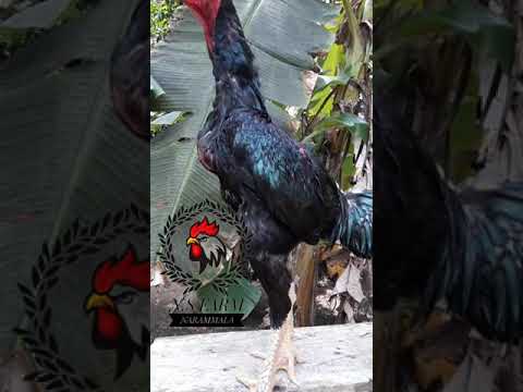 Detail Gambar Ayam Batu Rante Tembus Nomer 33