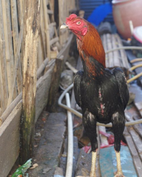 Detail Gambar Ayam Batu Rante Tembus Nomer 5