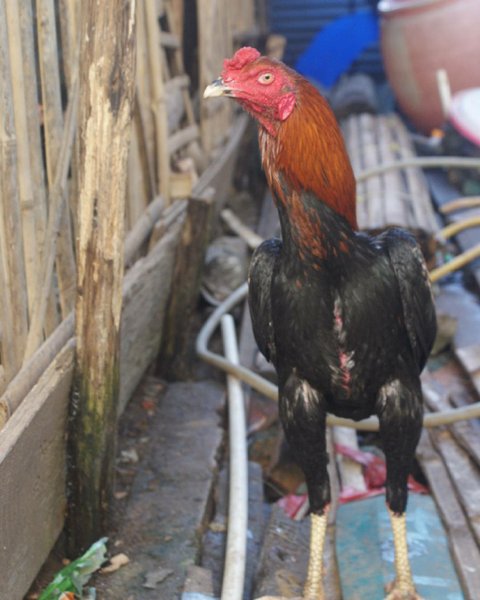 Detail Gambar Ayam Batu Rante Tembus Nomer 5