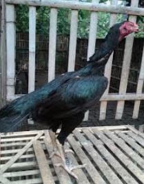 Detail Gambar Ayam Batu Rante Tembus Nomer 36