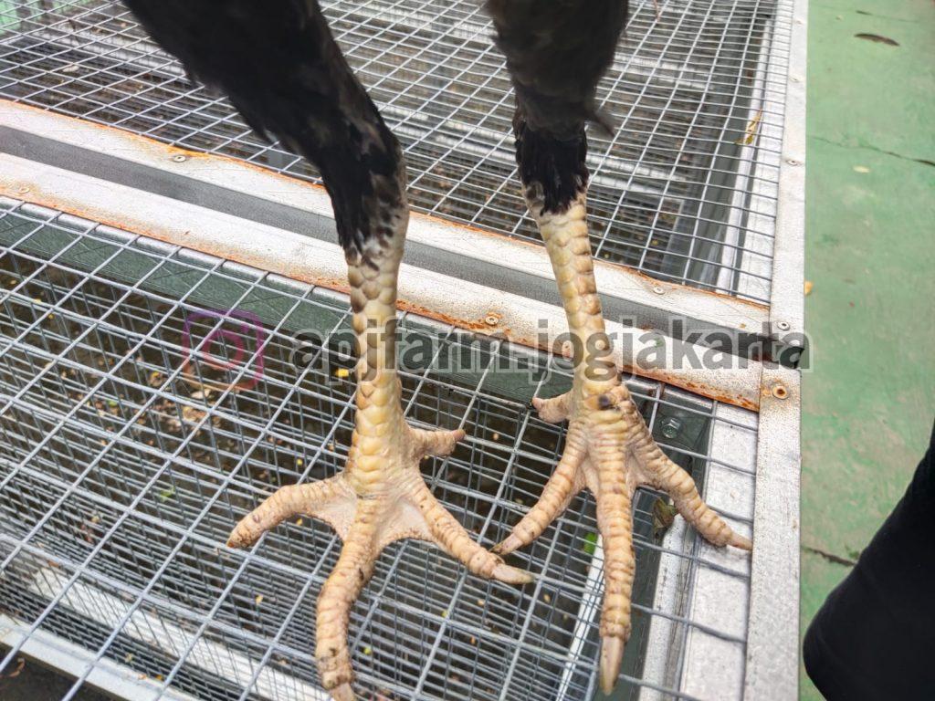 Detail Gambar Ayam Batu Rante Tembus Nomer 37