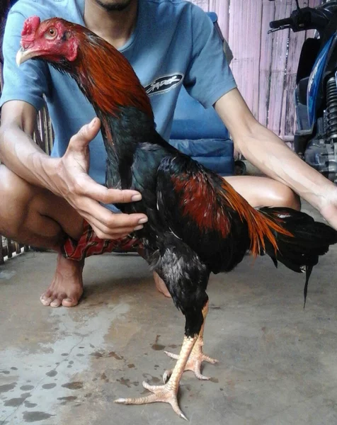 Detail Gambar Ayam Batu Rante Tembus Nomer 40