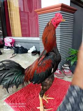 Detail Gambar Ayam Batu Rante Tembus Nomer 42