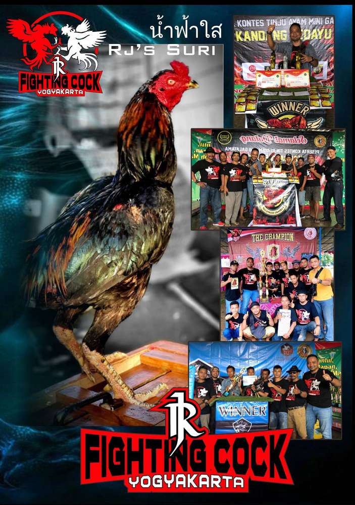 Detail Gambar Ayam Batu Rante Tembus Nomer 43