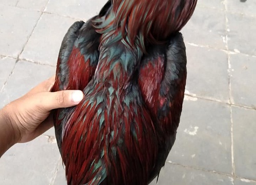 Detail Gambar Ayam Batu Rante Tembus Nomer 45