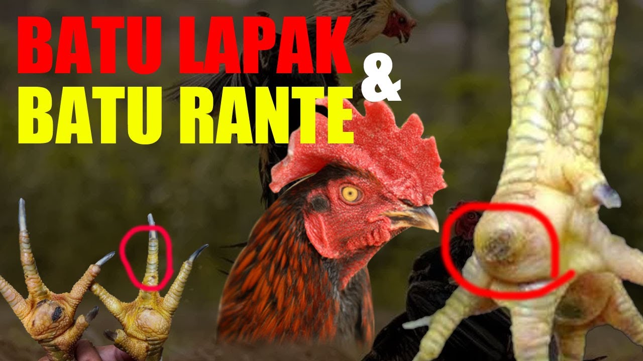 Detail Gambar Ayam Batu Rante Tembus Nomer 7