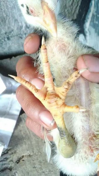 Detail Gambar Ayam Batu Rante Tembus Nomer 9