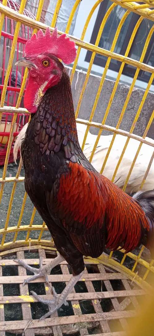 Detail Gambar Ayam Bekisar Nomer 18