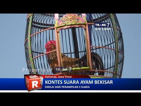 Detail Gambar Ayam Bekisar Nomer 38