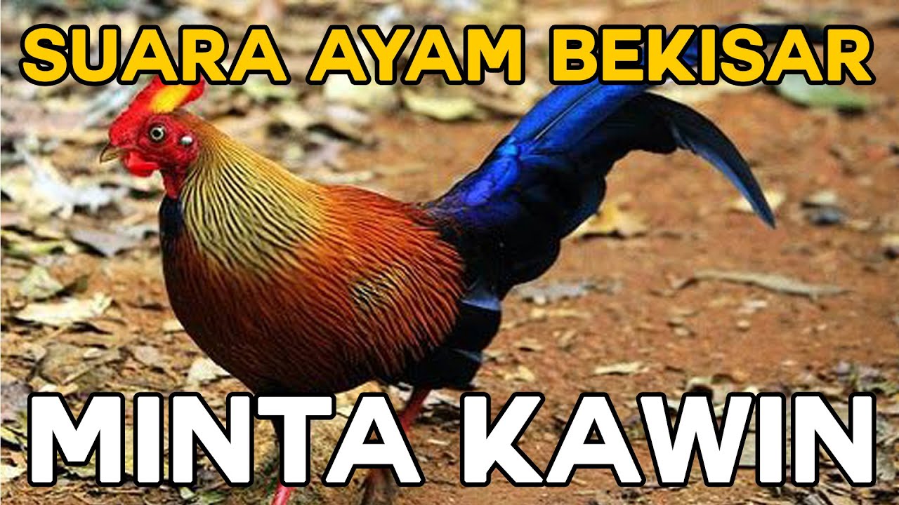 Detail Gambar Ayam Bekisar Nomer 52