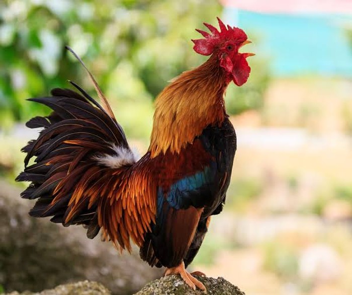 Gambar Ayam Berkokok - KibrisPDR