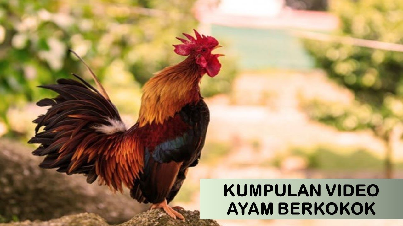 Detail Gambar Ayam Berkokok Nomer 2