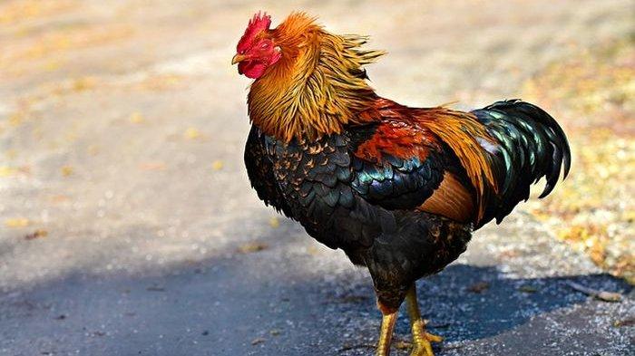 Detail Gambar Ayam Berkokok Nomer 50