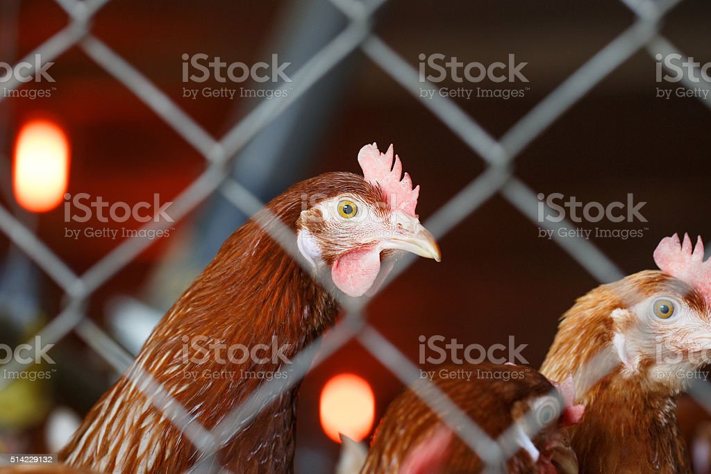 Detail Gambar Ayam Bertelur Nomer 30