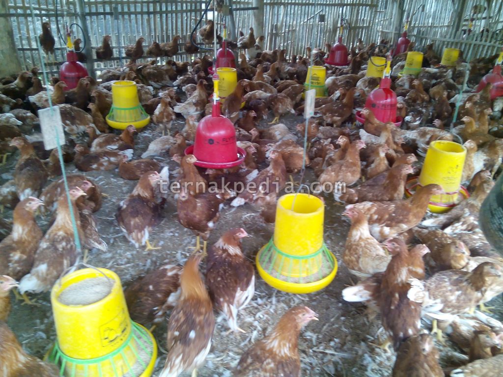 Detail Gambar Ayam Bertelur Nomer 35