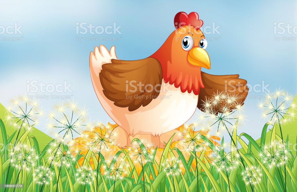 Detail Gambar Ayam Bertelur Nomer 55