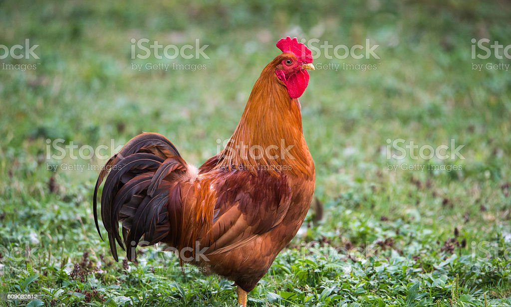 Detail Gambar Ayam Besar Nomer 14