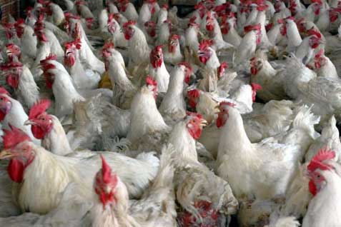 Detail Gambar Ayam Besar Nomer 35