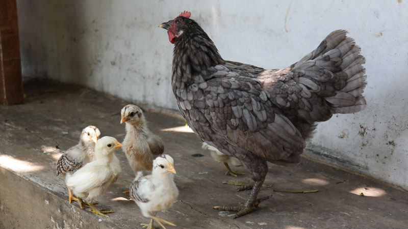 Detail Gambar Ayam Betina Dan Anaknya Nomer 16