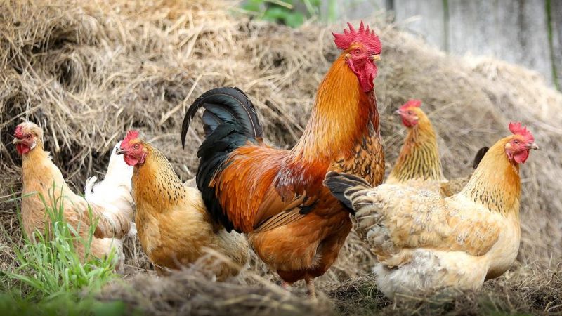 Detail Gambar Ayam Betina Dan Anaknya Nomer 19