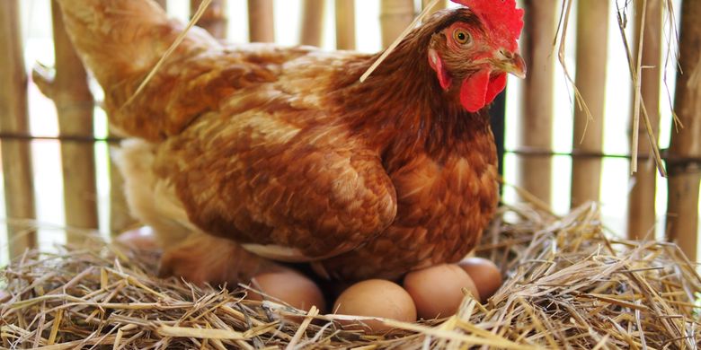 Detail Gambar Ayam Betina Dan Anaknya Nomer 39