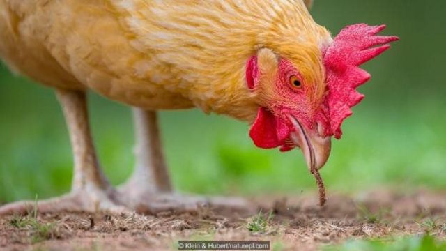 Detail Gambar Ayam Betina Dan Anaknya Nomer 43