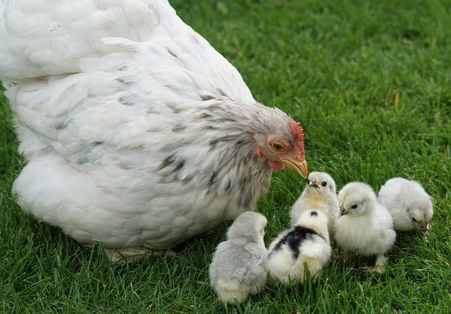 Detail Gambar Ayam Betina Dan Anaknya Nomer 8