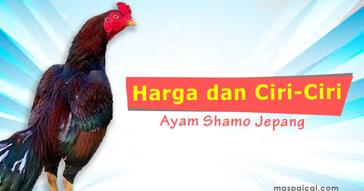 Detail Gambar Ayam Betina Shamo Asli Nomer 44