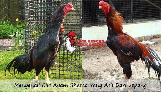 Detail Gambar Ayam Betina Shamo Asli Nomer 46