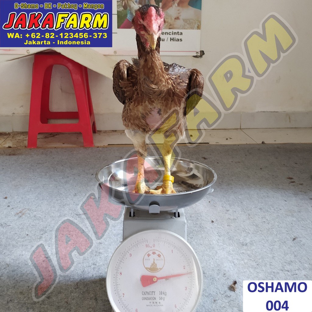 Detail Gambar Ayam Betina Shamo Asli Nomer 10