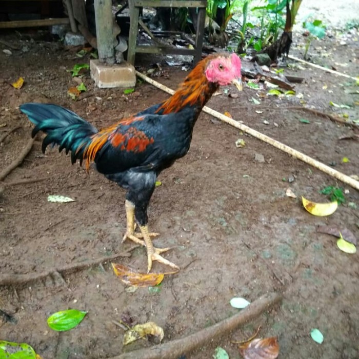 Detail Gambar Ayam Biasa Nomer 11