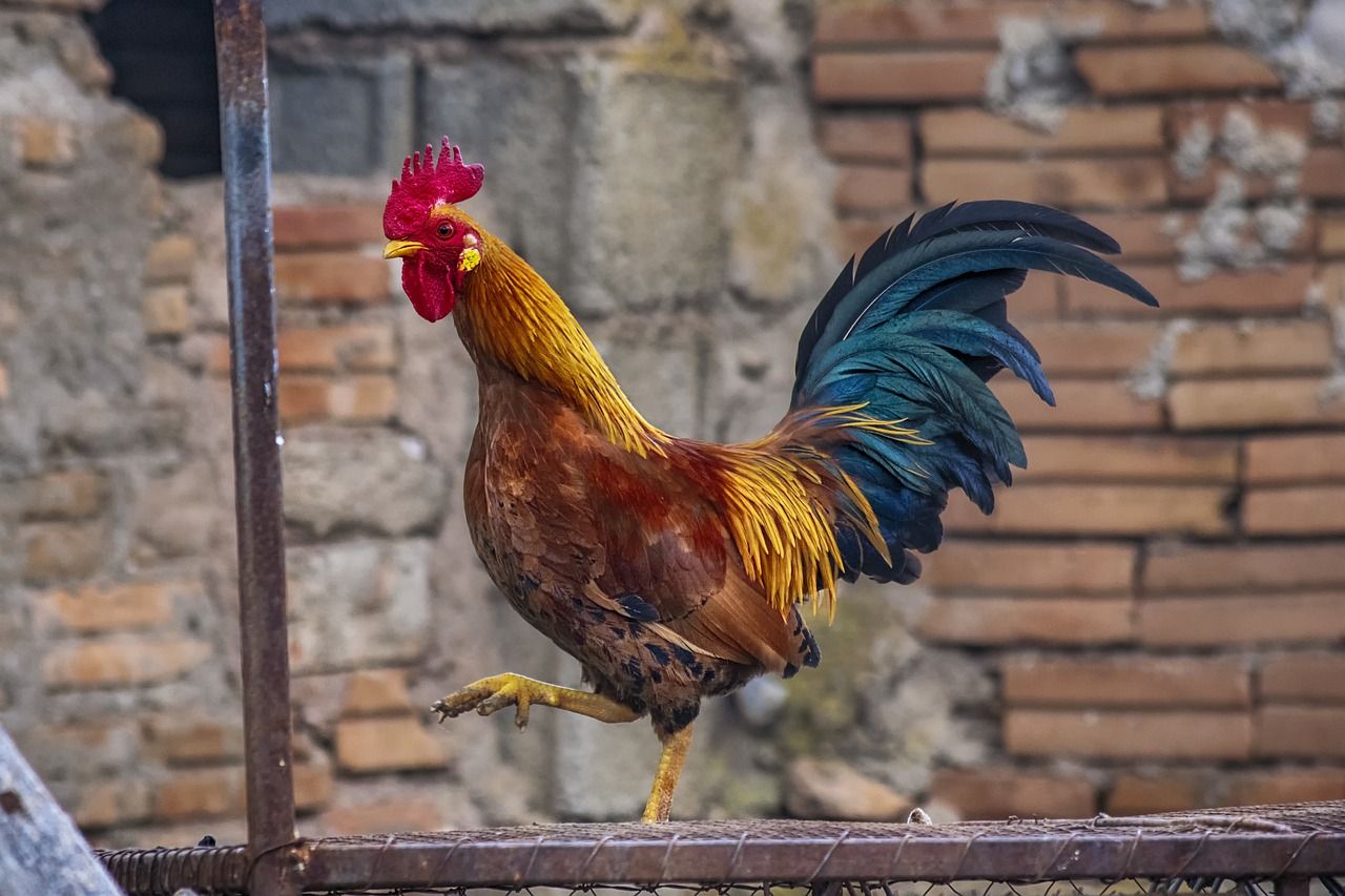 Detail Gambar Ayam Biasa Nomer 27