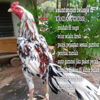 Detail Gambar Ayam Birma Asli Nomer 32