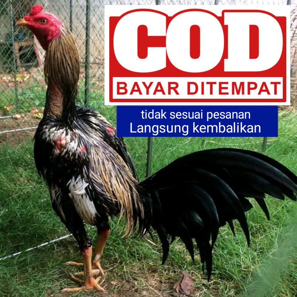 Detail Gambar Ayam Birma Asli Nomer 37