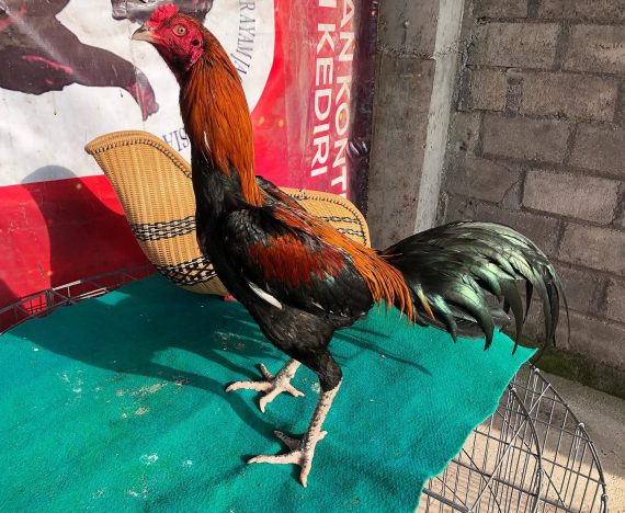 Detail Gambar Ayam Birma Asli Import Nomer 12