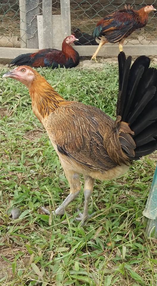 Detail Gambar Ayam Birma Asli Import Nomer 30