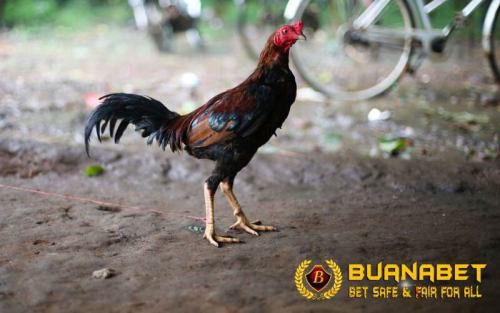 Detail Gambar Ayam Birma Asli Import Nomer 37