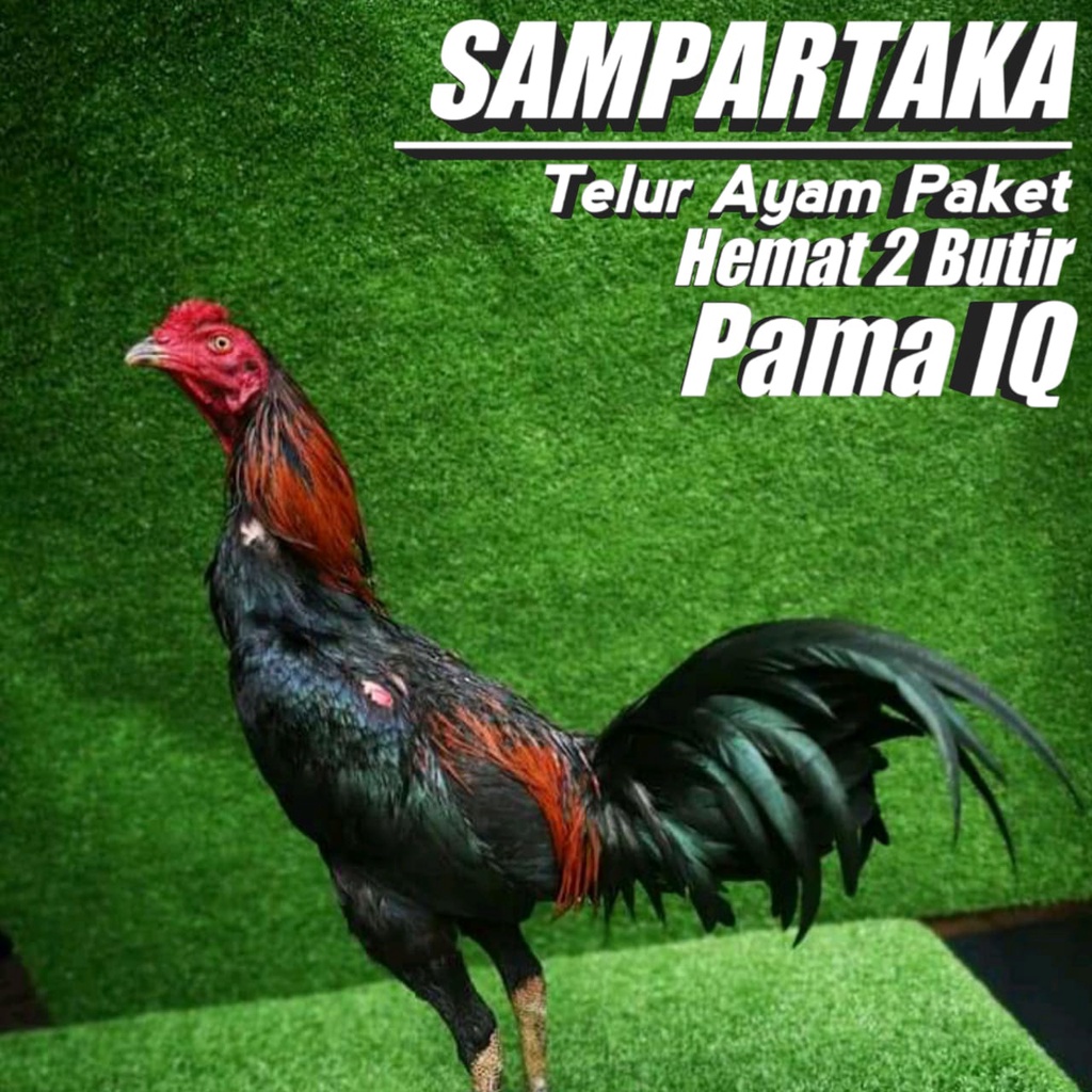 Detail Gambar Ayam Birma Asli Import Nomer 51