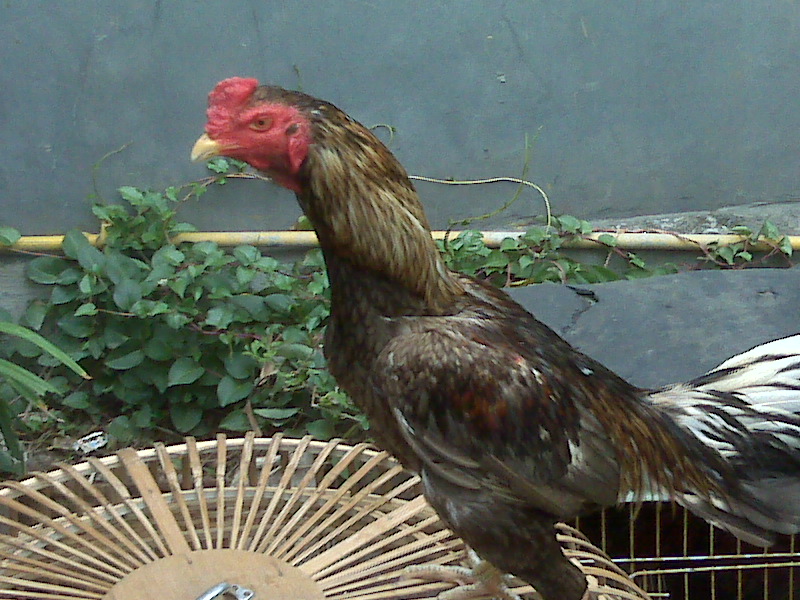 Detail Gambar Ayam Birma Import Istimewa Nomer 2