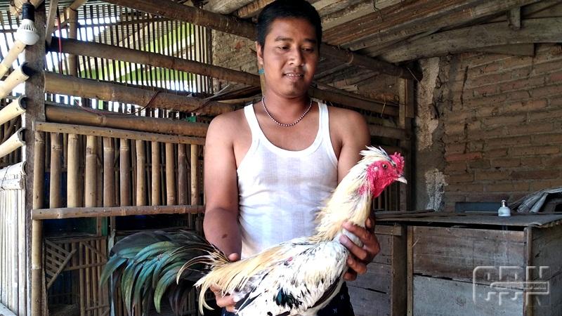 Detail Gambar Ayam Birma Import Istimewa Nomer 13