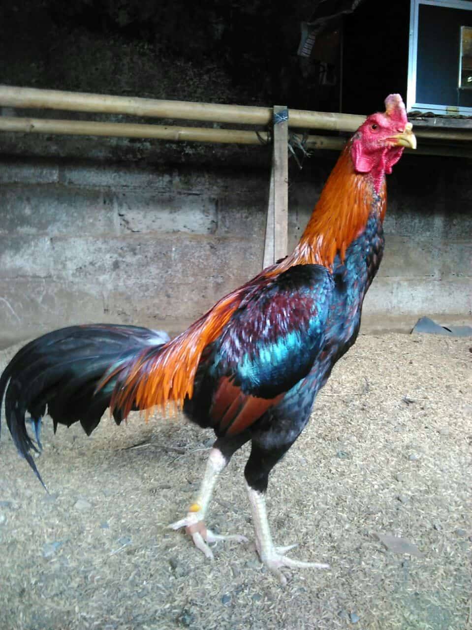 Detail Gambar Ayam Birma Import Istimewa Nomer 21