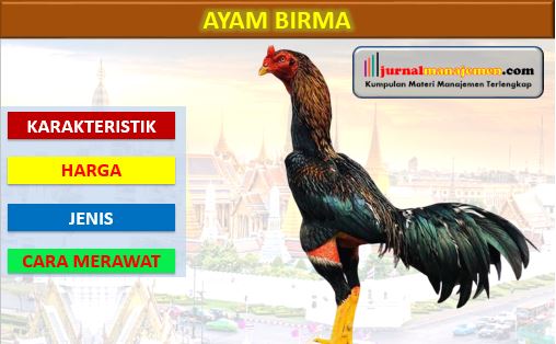 Detail Gambar Ayam Birma Import Istimewa Nomer 57