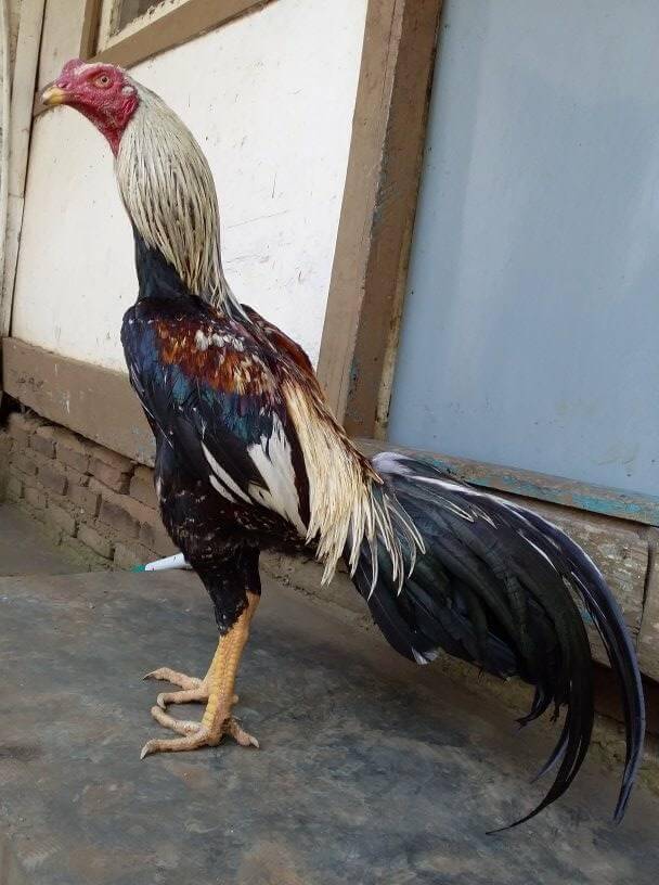 Gambar Ayam Birma Lengkap - KibrisPDR