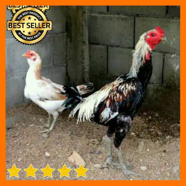 Detail Gambar Ayam Birma Lengkap Nomer 15