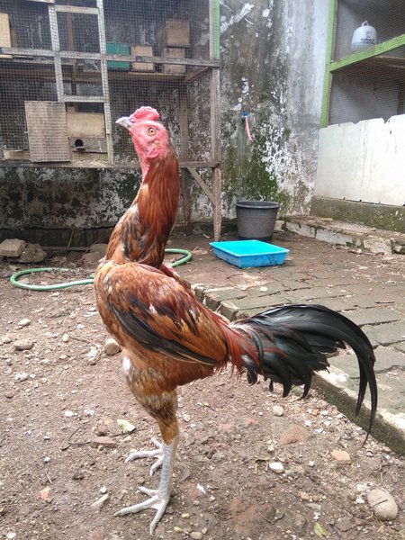 Detail Gambar Ayam Birma Lengkap Nomer 17