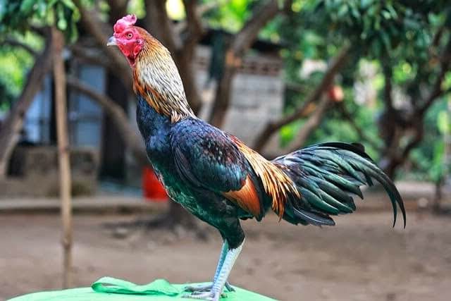 Detail Gambar Ayam Birma Lengkap Nomer 20