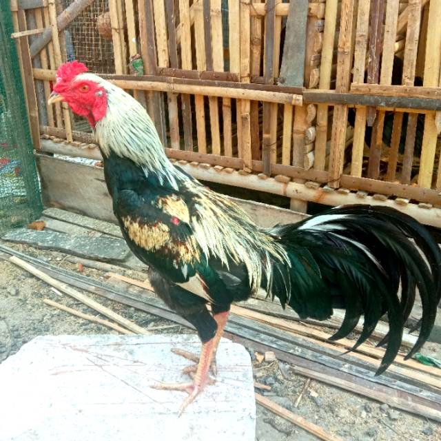 Detail Gambar Ayam Birma Lengkap Nomer 22